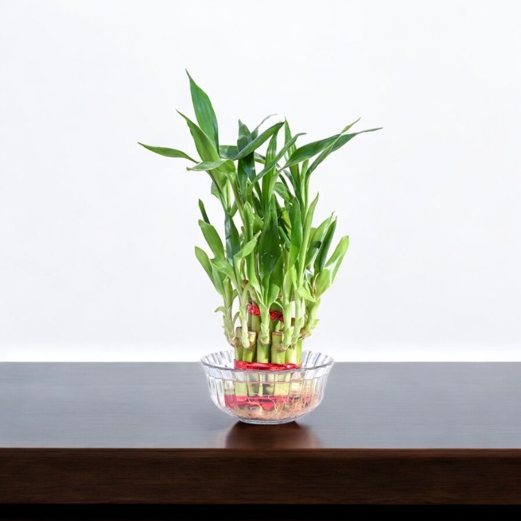 Lucky Bamboo Plant (2 Layer)